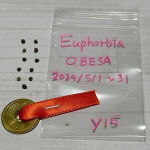 Euphorbia obesa / ユーフォルビア オベサ / 種子 / 5月自家採取 / 10粒(オベサ×オベサ) / y15