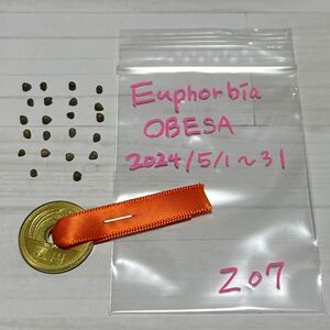Euphorbia obesa / ユーフォルビア オベサ / 種子 / 5月自家採取 / 20粒(オベサ×オベサ) / z07