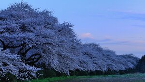 1円画像 ★フリー素材■画像限定★