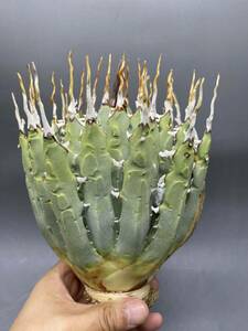 S0521-46[ super carefuly selected ]... shape thickness meat . bending . agave yutaensisAgave utahensis beautiful stock 