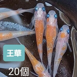 王華　 めだか卵　20個+α