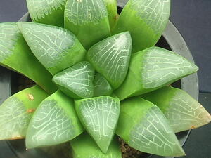 ★奈研★サボテン・多肉植物★225★ハオルシア　コレクタ　 Haworthia correcta　約W 13.3cm