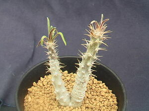 ★奈研★サボテン・多肉植物★242★パキポディウム　グラキリウス　実生　Pachypodium rosulatum v.gracilius下部約W2.2cm　上部約W3.7cm