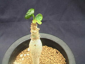 ★奈研★サボテン・多肉植物★249★ 珊瑚油桐　Jatropha podagrica　実生　幹約W1.0 cm　