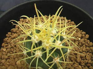 ★奈研★サボテン・多肉植物★250★フェロカクタス　金冠竜(鮮明黄刺)　　Ferocactus　chrysacanthus　実生 約W3.4 cm