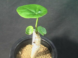 ★奈研★サボテン・多肉植物★275★ 珊瑚油桐　Jatropha podagrica　実生　下部約W1.6 cm　高さ約H9.5cm