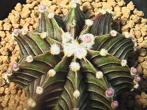 ★奈研★サボテン・多肉★284★ギムノカリキュウム　牡丹玉 LB2178　Gymnocalycium　mihanovichii　v. friedrichii　LB2178実生　約W4.9cm