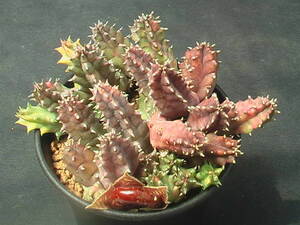 ★奈研★サボテン・多肉植物★300★フェルニア　 Huernia　zebrina　varieg.　総径11.0 cm