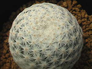 ★奈研★サボテン・多肉植物★321★マミラリア　白鳥　実生　Mammillaria　herrerae 約W 4.0cm
