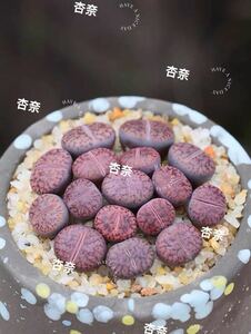 多肉植物 リトープス 紫石榴玉10玉 セット　匿名配送
