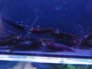Golden-shrimp.. return for red diamond × full black F1,2 Golden I 20 pcs set shipping day is gold Saturday and Sunday only 