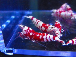 Golden-shrimp Tiger Be ( futoshi ultimate ) high grade aquarium ..*3,*5(. egg 1 pcs )8 pcs bleed set shipping day is gold Saturday and Sunday only 