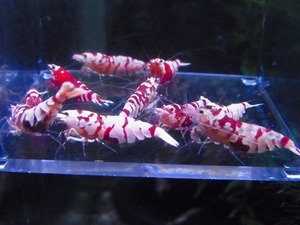 Golden-shrimp　　タイガービー（太極）♂4♀6（抱卵6匹）10匹ブリードセット　発送日は金土日のみ