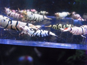 Golden-shrimp　　ブラックタイガービー（黒太極）♂3♀7　10匹ブリードセット　発送日は金土日のみ