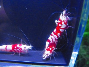 Golden-shrimp top aquarium .. Tiger Be ( futoshi ultimate )5 pair 10 pcs bleed set shipping day is gold Saturday and Sunday only 
