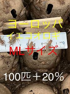 ヨーロッパイエコオロギM Lサイズ100匹＋20％