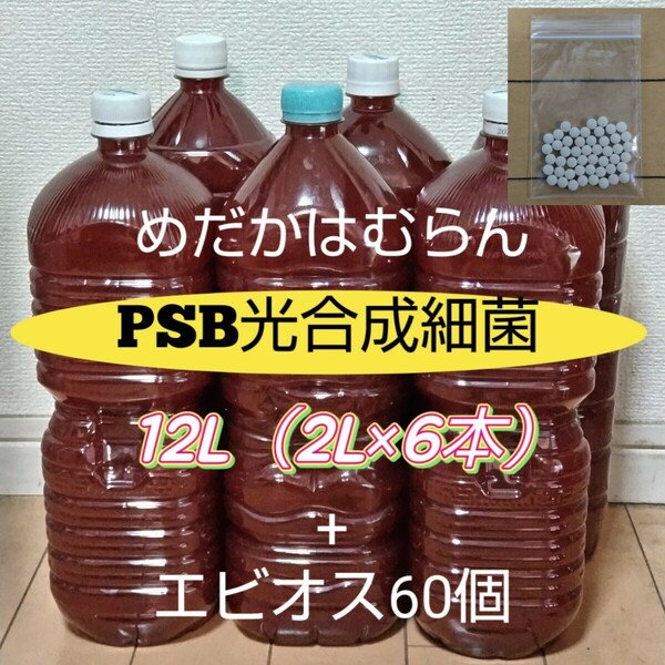 【12L】PSB光合成細菌+エビオス錠60個【めだか_はむらん】psb メダカ 水質浄化　農業　土壌改良　うどんこ病防止　無農薬　