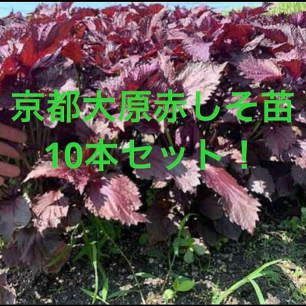 大好評！期間限定！京都大原の赤紫蘇の苗　10本セット！ 野菜苗