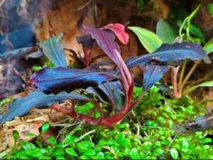 Bucephalandra sp.Ghost kalimantan