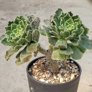 【自家採種“種子”/30粒】Aeonium smithii (Araya, Tenerife)/アエオニウム・スミシー//多肉植物