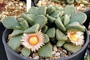 【自家採種“種子”/100粒】Aloinopsis rosulata (Beaufort West, RSA)/アロイノプシス・ロスラータ/菱鮫//多肉植物/メセン