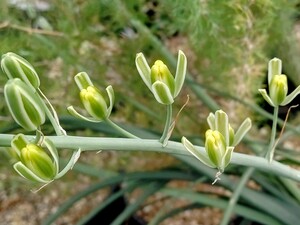 【自家採種“種子”/10粒】Albuca cremnophila (EVJ 12171)/アルブカ・クレムノフィラ//多肉植物