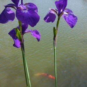 アヤメ　　　抜き株 3根茎