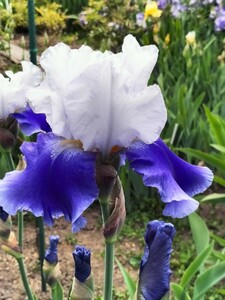  прозрачный чувство есть белый . синий. двухцветный. луковица 3 АО.. german Iris луковица * не комплект 3 лампочка. кроме того, 5. и больше . корень садоводство 