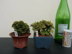  classic gardening plant,iwahiba, rock pine, volume Kashiwa,..*...