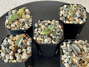 Agave titanota Blue seedingアガベ チタノタブルー 実生2023年lot 5株セット 鉢ごと発送 