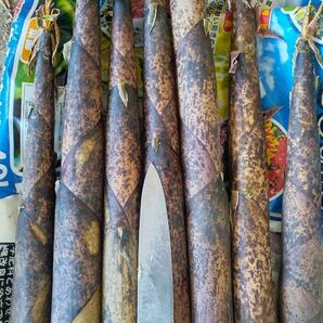 １名様のみ　熊本県産　真竹　　タケノコ　筍　たけのこ　お試し　3.2キロ以上