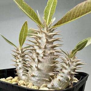 実生 ブレビカリックス Pachypodium densiflorum var. brevicalyx パキポディウム デンシフローラム 塊根植物 グラキリス