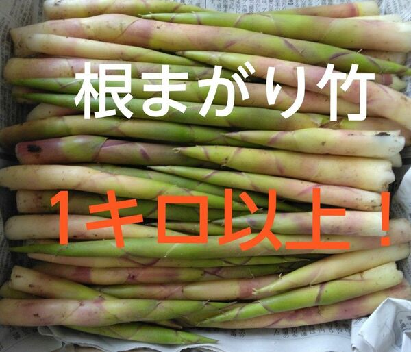 竹の子　根まがり竹　1キロ以上　タケノコ　山菜