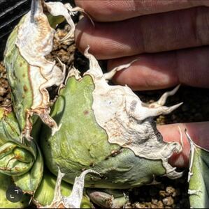 hp 32 agave chitanotajabe Lynn *. stock sale * osp rearing stock w approximately 4cm