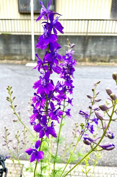 オオヒエンソウ　3株　50センチ　花芽付き