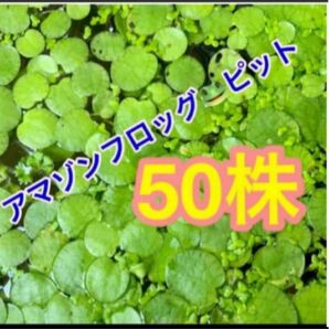 無農薬　アマゾンフロッグピット　中〜小株　50株