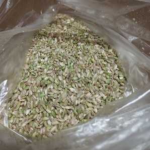 鳥の餌　令和5年産はえぬきのくず米（極小粒、未熟青米）1.8Kg送料無料です