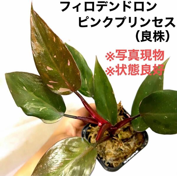 ◆ フィロデンドロンピンクプリンセス #植物さかな屋　観葉植物