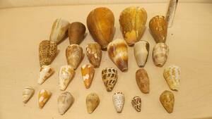 [.. museum * beautiful goods * postage 410 jpy ] large amount exhibition wart hippopotamus imo etc. volume . various rare . shell . specimen fossil antique collection 