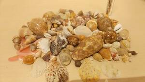 【貝の博物館・美品・送料410円】大量出品 巻貝いろいろ 希少 貝 貝殻 貝標本 化石 アンティーク コレクション