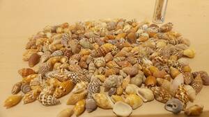 【貝の博物館・美品・送料410円】大量出品 小さな巻貝いろいろ 希少 貝 貝殻 貝標本 化石 アンティーク コレクション