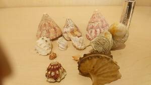[.. museum * beautiful goods * postage 410 jpy ] large amount exhibition AOI gai red sili Dakar etc. togetoge volume . rare . shell . specimen fossil antique collection 
