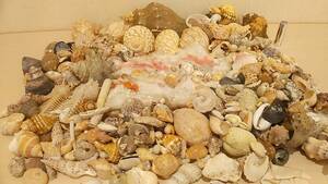【ラスト!! 貝の博物館・美品・送料410円】超超大量 巻貝いろいろ 希少 貝 貝殻 貝標本 化石 アンティーク コレクション