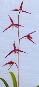 寒蘭　（金紫鳥）いー10