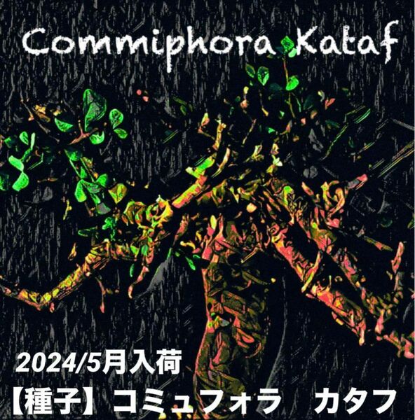 【稀少】【種子】 コミュフォラ　カタフ / Commiphora Kataf 2024/5月到着分