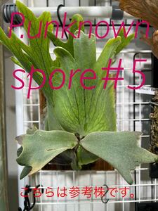 P.unknown spore#5鉢植え