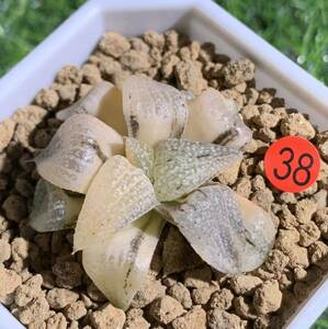 錦川38 多肉植物 ハオルチア ピクタ錦　