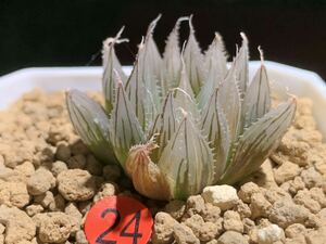 錦川 24多肉植物 ハオルチア davidii IB6970錦 