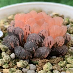 錦川173多肉植物 ハオルチア ドドソン紫オブツーサ錦　極上斑　超美品