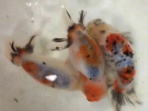  Edo . original fn tongue series less selection another . fish approximately 500 pcs ①